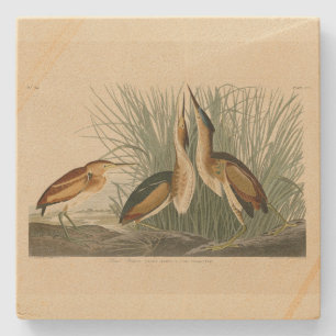 Dessous-de-verre En Pierre Le Petit Bitterne des oiseaux d'Amérique d'Audubon