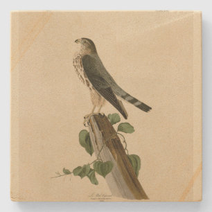Dessous-de-verre En Pierre Le Petit Caporal (Merlin) Audubon Birds of America