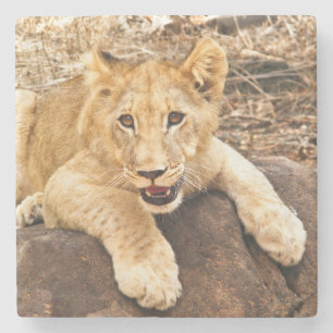 Dessous-de-verre En Pierre Le tigre CUB prend le reniflard sur une roche