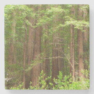 Dessous-de-verre En Pierre Les séquoias au monument national de Muir Woods
