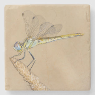 Dessous-de-verre En Pierre Libellule Skimmer Femelle Insecte (CC BY 4.0) Pier
