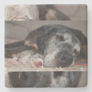 Dessous-de-verre En Pierre Limestone Coasters Photographie du Grand Danois