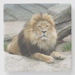 Dessous-de-verre En Pierre Lion 020