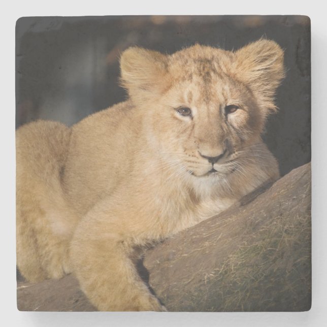 Dessous-de-verre En Pierre Lion Cub (Devant)