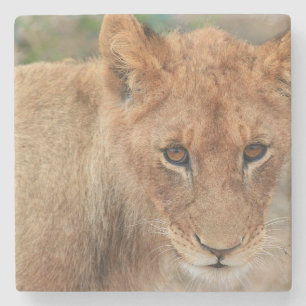 Dessous-de-verre En Pierre Lion CUB