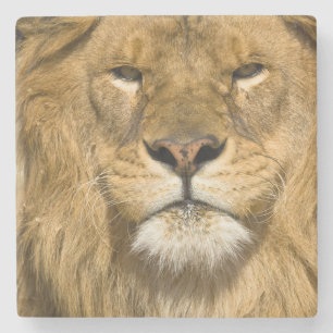 Dessous-de-verre En Pierre Lion de Barbarie d'Afrique, Panthera leo leo, l'un
