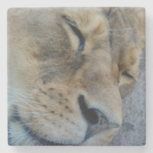 Dessous-de-verre En Pierre Lion endormie