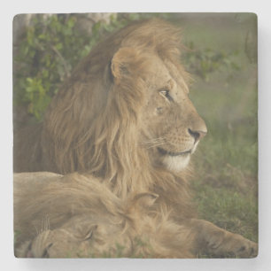 Dessous-de-verre En Pierre Lion, Panthera leo, Lower Mara, Masai Mara GR,