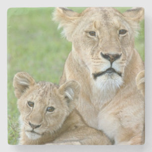 Dessous-de-verre En Pierre Lionne et deux lionceaux, Afrique orientale, Tanza