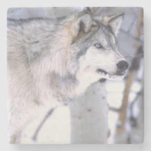 Dessous-de-verre En Pierre Loup Gris, Canis lupus, Animal de Film Utah)