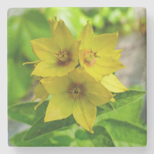 Dessous-de-verre En Pierre Lysimachia punctata (Devant)