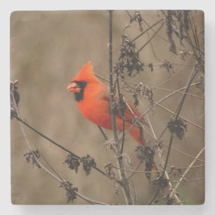 Dessous-de-verre En Pierre Magnifique cardinal du Nord 