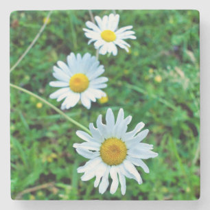 Dessous-de-verre En Pierre Marguerites oculaires