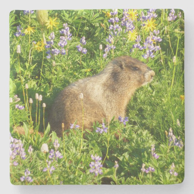 Dessous-de-verre En Pierre Marmot dans le Mont Rainier Fleurs sauvages (Devant)