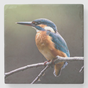 Dessous-de-verre En Pierre Martin-pêcheur mignon et coloré ou oiseau d'Alcedi
