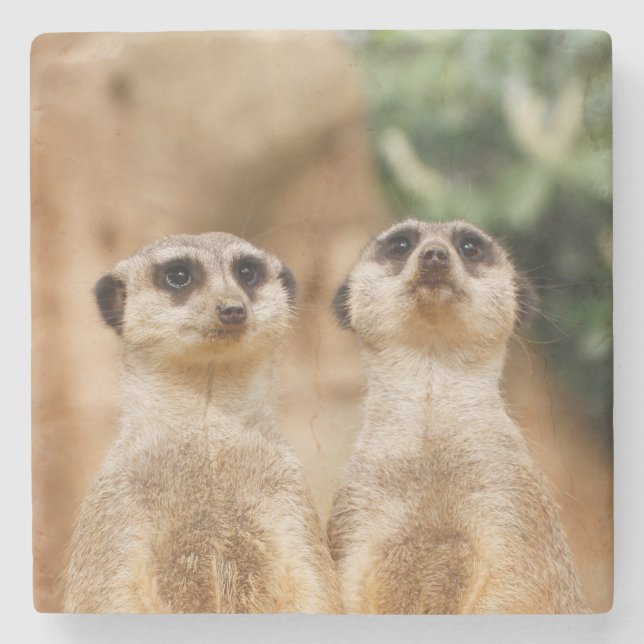 Dessous-de-verre En Pierre Meerkat 017 (Devant)