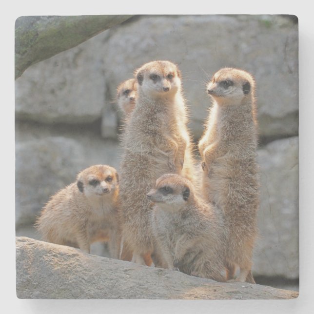 Dessous-de-verre En Pierre Meerkat 110 (Devant)