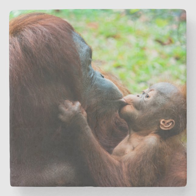 Dessous-de-verre En Pierre Mère orang-outan et bébé (Devant)