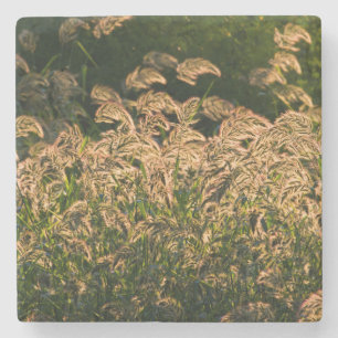Dessous-de-verre En Pierre Millet sauvage (Panicum Sp.) poussant dans une zon