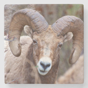 Dessous-de-verre En Pierre Mouflon canadien des montagnes Rocheuses