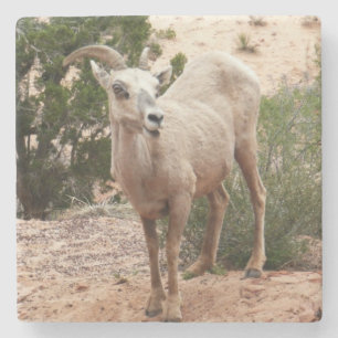 Dessous-de-verre En Pierre Mouflons drôles à Zion National Park