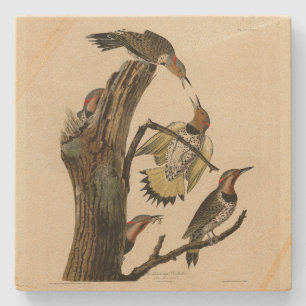 Dessous-de-verre En Pierre Norther Flicker de Audubon's Birds of America