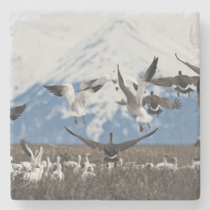 Dessous-de-verre En Pierre Oies éparses