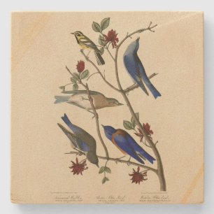 Dessous-de-verre En Pierre Oiseaux bleus et Paruline, Oiseaux d'Amérique d'Au