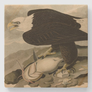 Dessous-de-verre En Pierre Oiseaux d'Amérique à tête blanche (aigle à tête bl