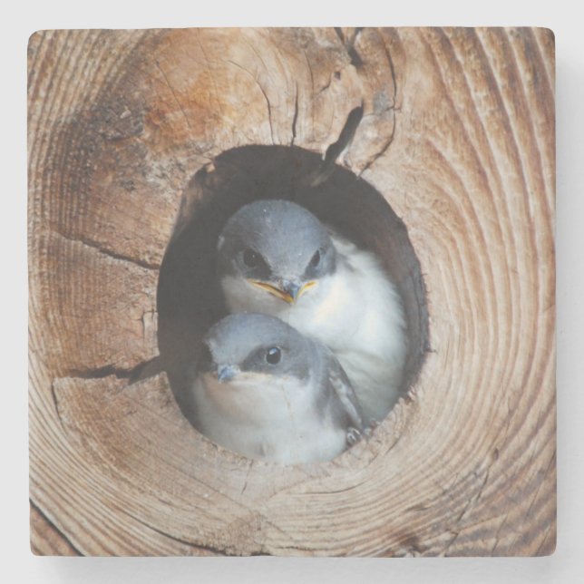 Dessous-de-verre En Pierre Oiseaux de bébé (Devant)