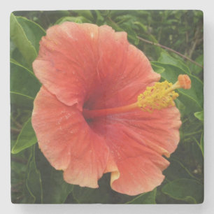 Dessous-de-verre En Pierre Orange Hibiscus Fleur Tropical Floral