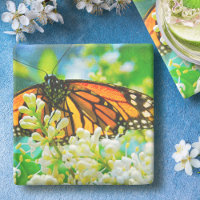 Orange Monarch Papillon Blanc Fleur Photographie
