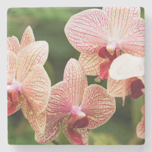 Dessous-de-verre En Pierre Orange Orchid Hybrid, Afrique du Sud