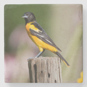 Dessous-de-verre En Pierre Oriole de Baltimore femelle dans un jardin fleuri