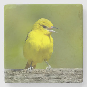 Dessous-de-verre En Pierre Oriole de la orchard - Photographie originale