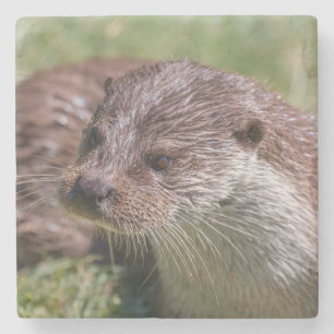 Dessous-de-verre En Pierre Otter eurasien se reposant sous le soleil
