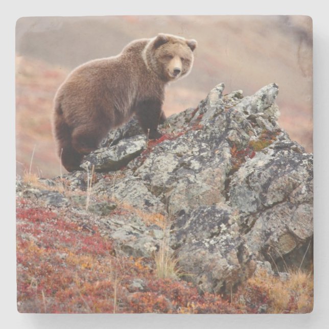 Dessous-de-verre En Pierre Ours Brown de Denali (Devant)