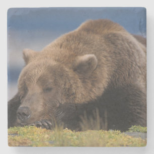 Dessous-de-verre En Pierre Ours brun, grizzly, faisant une sieste, Katmai
