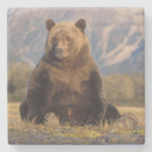 Dessous-de-verre En Pierre ours brun, Ursus arctos, grizzly, Ursus