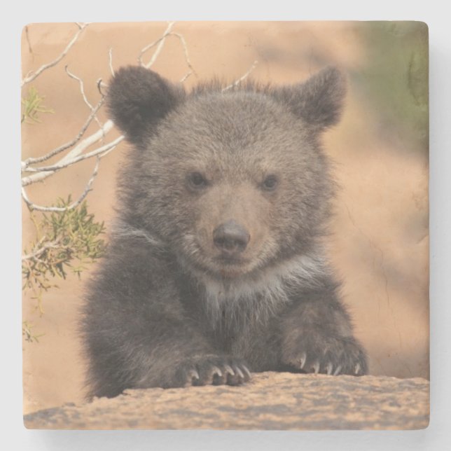 Dessous-de-verre En Pierre Ours gris CUB (Devant)
