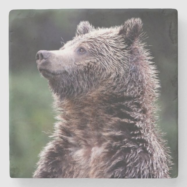 Dessous-de-verre En Pierre Ours gris debout (Devant)