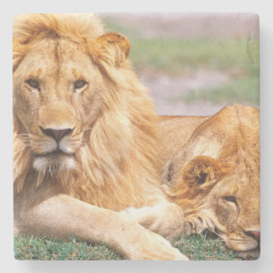 Dessous-de-verre En Pierre Paire de lions d'Afrique, Panthera leo, Tanzanie