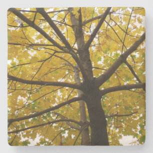 Dessous-de-verre En Pierre Paire d'érables jaunes Automne Nature