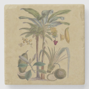 Dessous-de-verre En Pierre Palm Antique Fruit Tropical Art Botanique