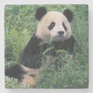 Dessous-de-verre En Pierre Panda géant dans l'herbe, vallée de Wolong, Sichua