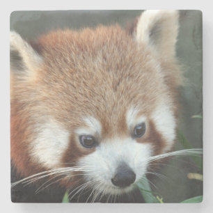Dessous-de-verre En Pierre Panda roux, Taronga Zoo, Sydney, Australie