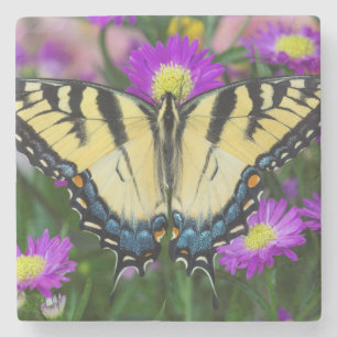 Dessous-de-verre En Pierre Papillon à queue d'hirondelle sur marguerite