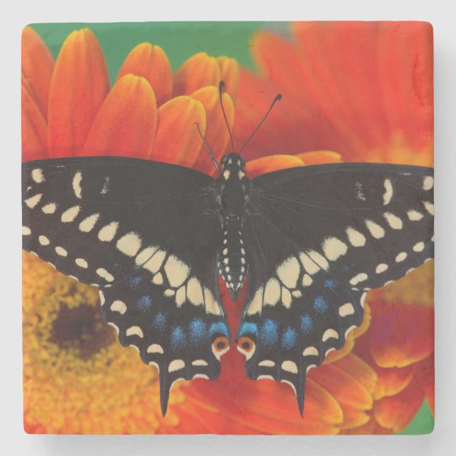 Dessous-de-verre En Pierre Papillon noir à queue fourchue sur une marguerite  (Devant)