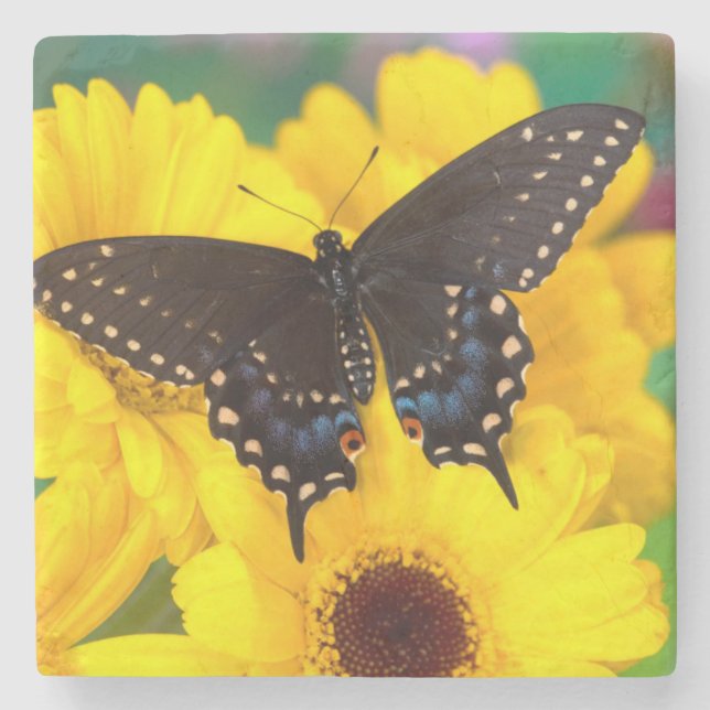 Dessous-de-verre En Pierre Papillon Papilio polyxenes (Devant)