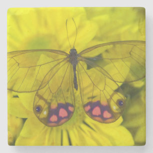 Dessous-de-verre En Pierre Papillon sur fleurs jaunes